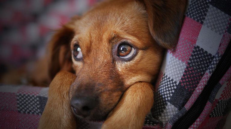 Cimurro Nel Cane Una Grave Malattia Come Prevenire Amici Di Casa