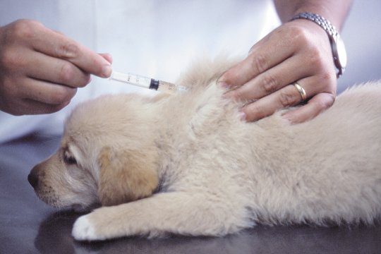 vaccinazioni del cane