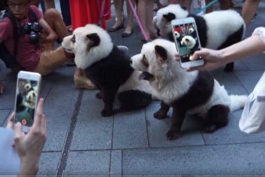 cani panda