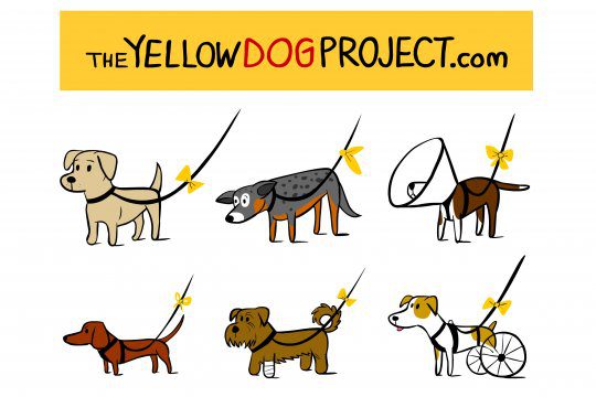 Yellow Dog Project