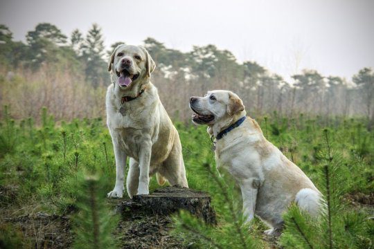 Labrador grasso