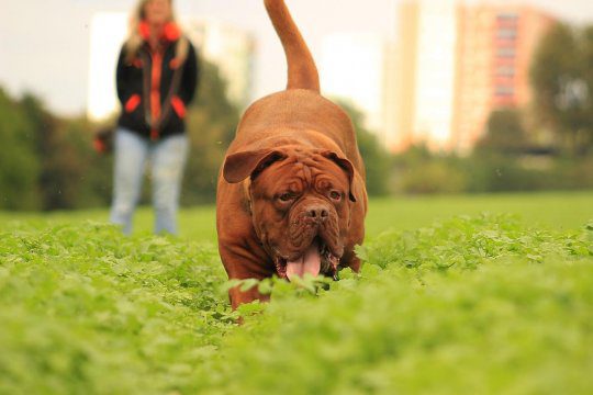 Cani al parco