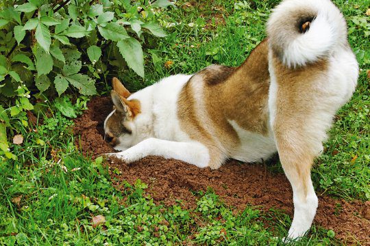 cane scava
