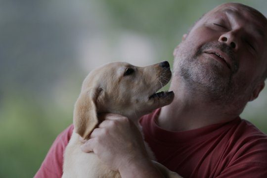 cuccioli di cane guida