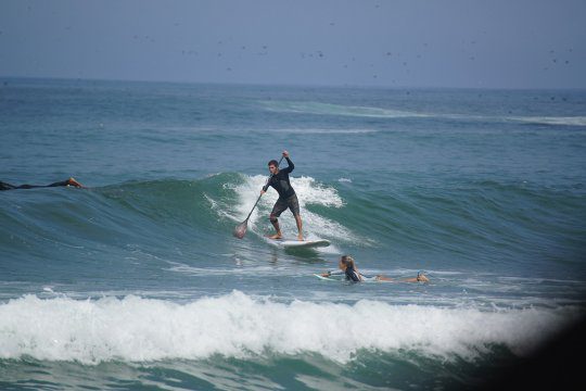 cani sul surf