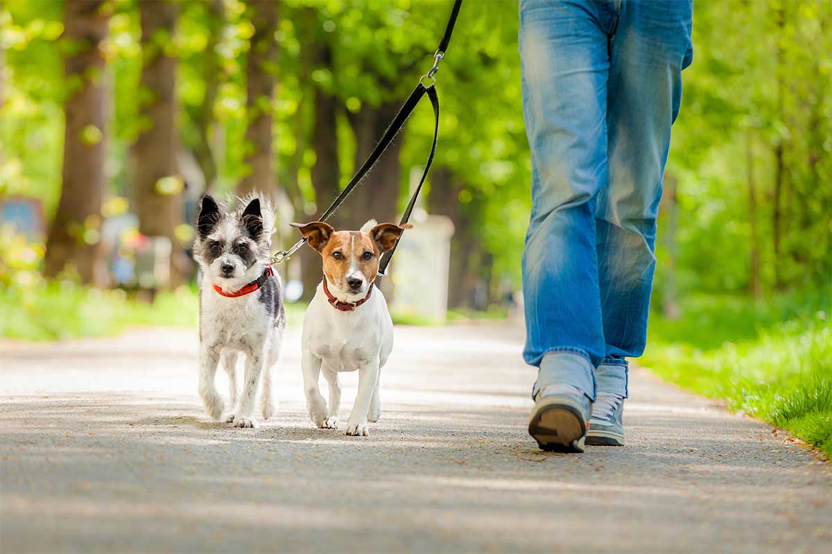 Camminare con il cane fa bene!