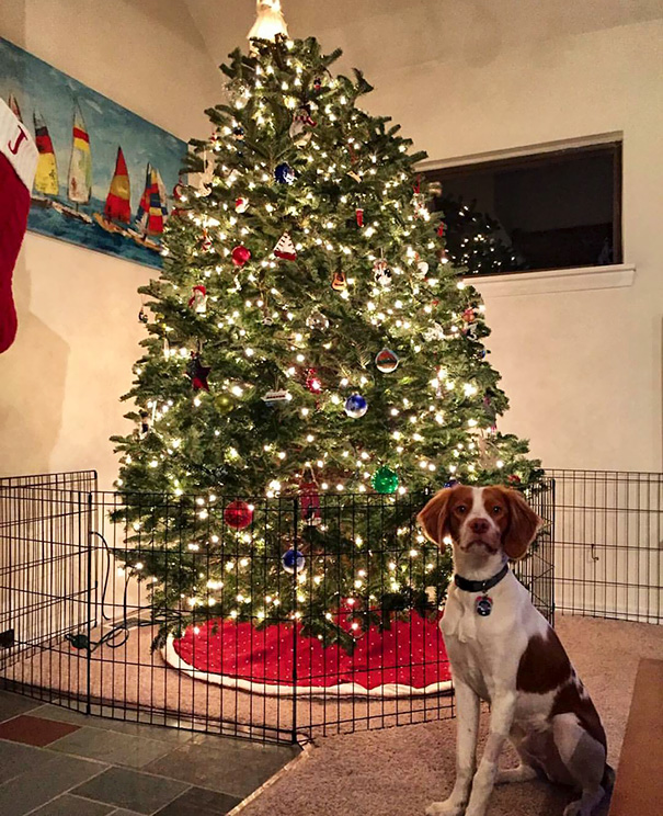 Come evitare che il tuo cane distrugga l'albero di Natale