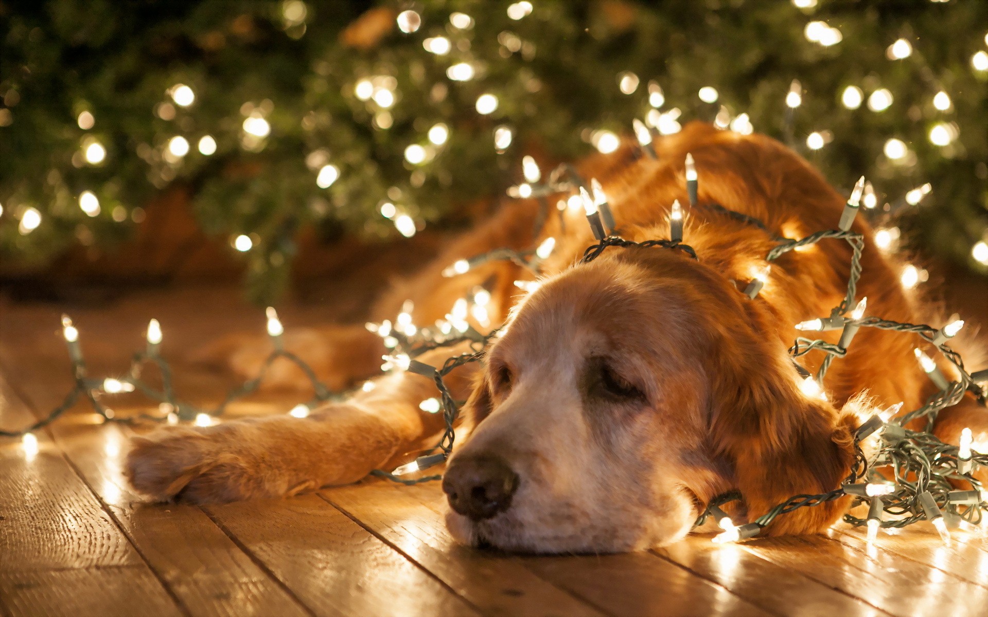 Immagini Divertenti Animali Natale.Animali Domestici Vs Alberi Di Natale Le 10 Foto Piu Divertenti Amici Di Casa