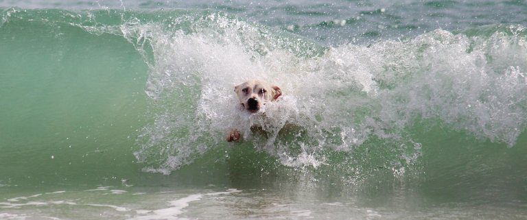 Ad Albenga Una Spiaggia Libera Per Cani Gestita Dallenpa
