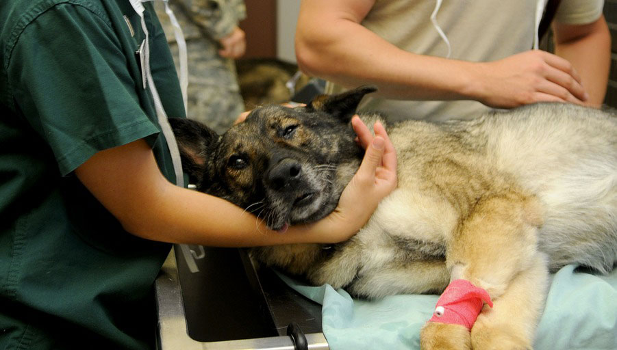Milano: assistenza veterinaria gratuita per i cani dei senza tetto - Amici  di Casa