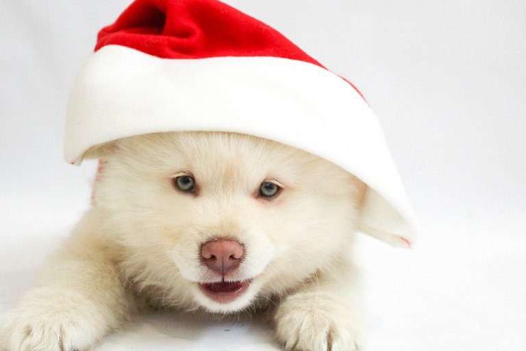 Immagini Natale Cani.Cani Che Cantano Le Canzoni Di Natale Amici Di Casa