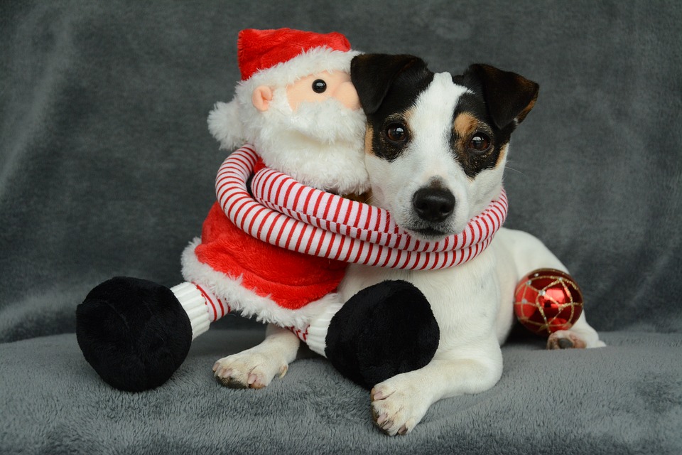Stella Di Natale Tossica Per Cani.Natale Con Cani E Gatti Attenzione A Decorazioni E Dolci Amici Di Casa