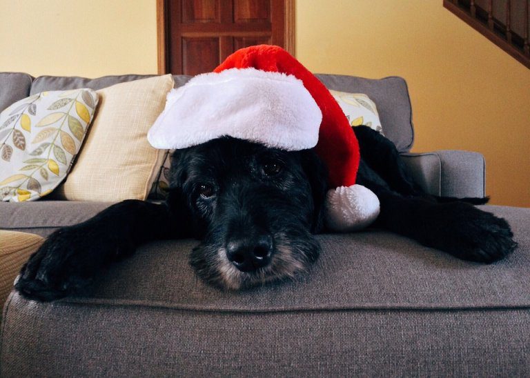 Immagini Di Cani Di Natale.Germania Divieto Di Adozioni Di Cani A Natale Amici Di Casa