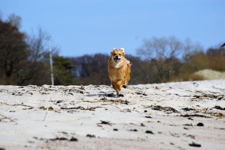 Cani In Spiaggia Ecco La Proposta Di Legge Amici Di Casa