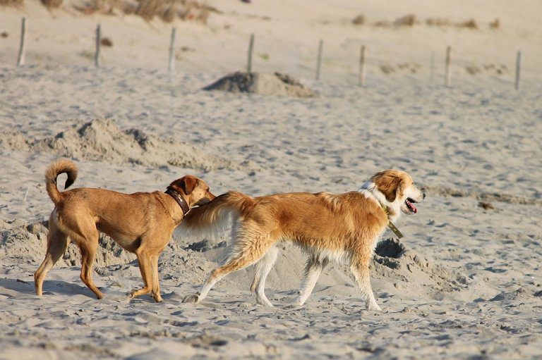 Tar Lazio I Comuni Non Possono Vietare Lingresso Ai Cani