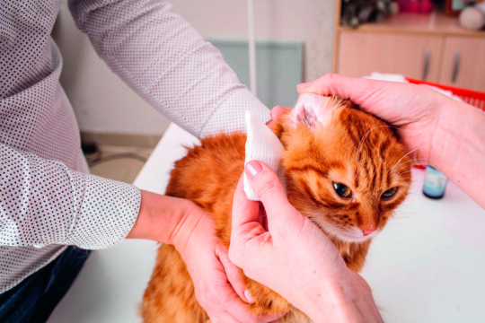 come pulire le orecchie del gatto