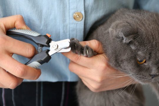 tagliare unghie al gatto