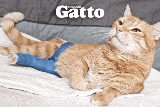 artrosi gatto sintomi