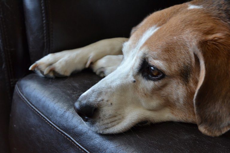 Il mio cane ha la diarrea. Quali sono le possibili cause e trattamenti?