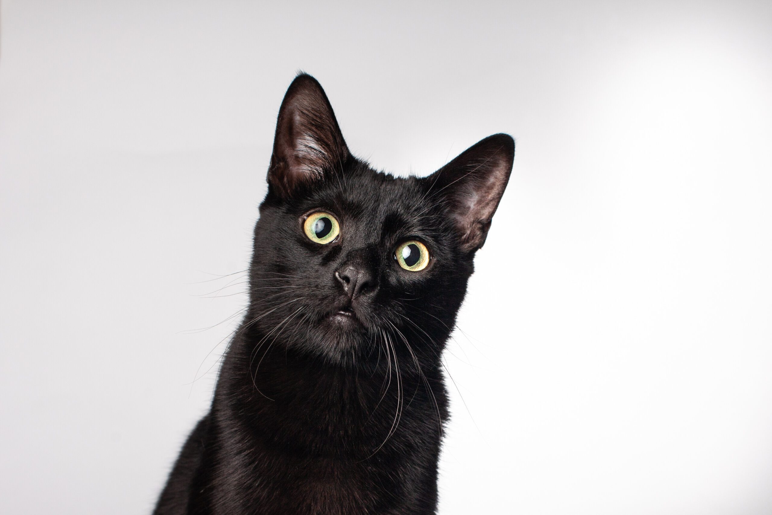 Sognare un gatto nero: cosa significa? Quali numeri giocare?