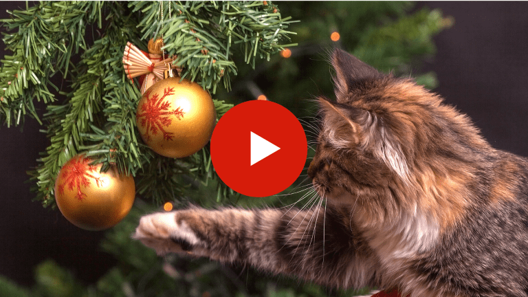 Video I Gatti Dichiarano Guerra Agli Alberi Di Natale Amici Di Casa