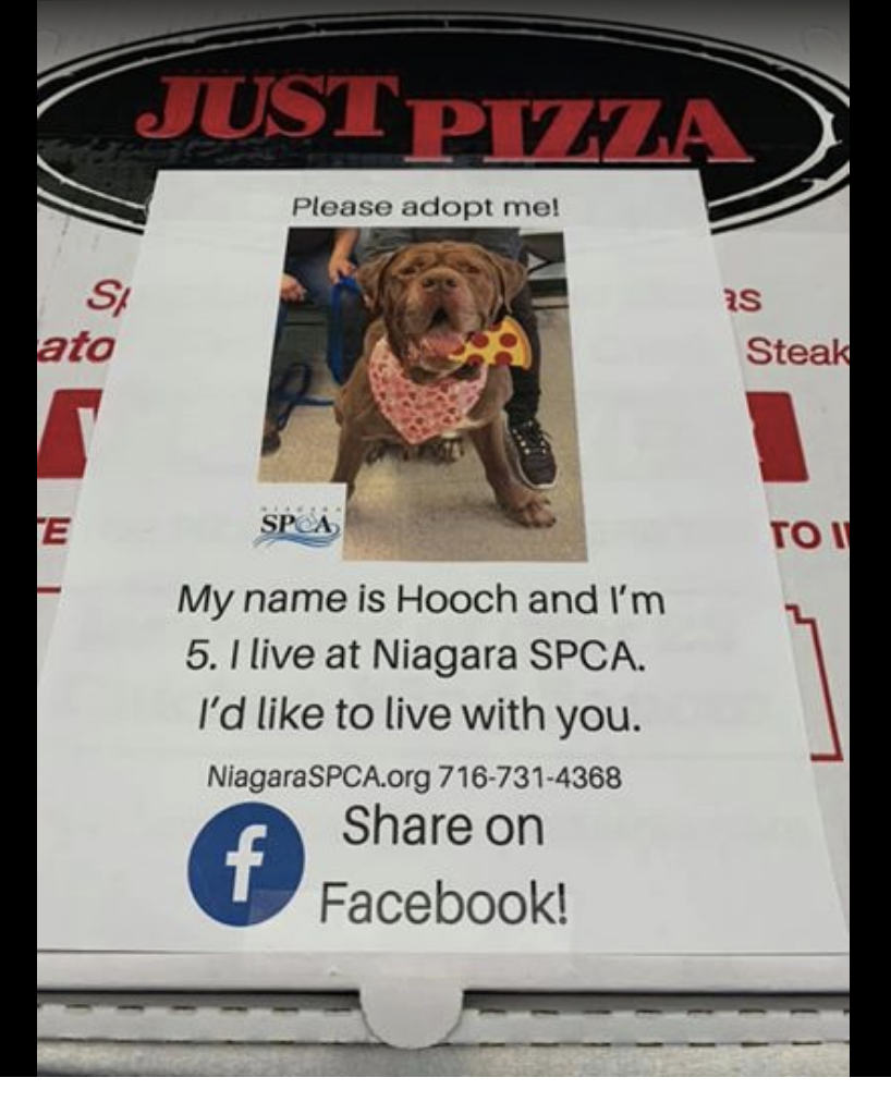 Adottare un cane sul cartone della pizza