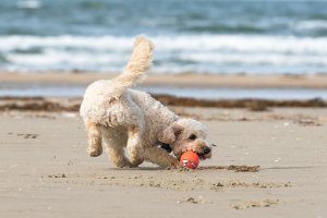 spiagge libere per cani