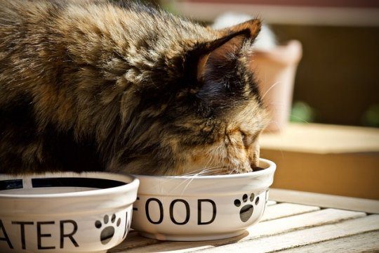 perché dare cibo confezionato al gatto