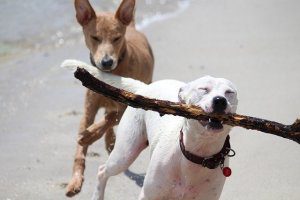 spiagge libere per cani
