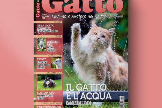 gattomagazine