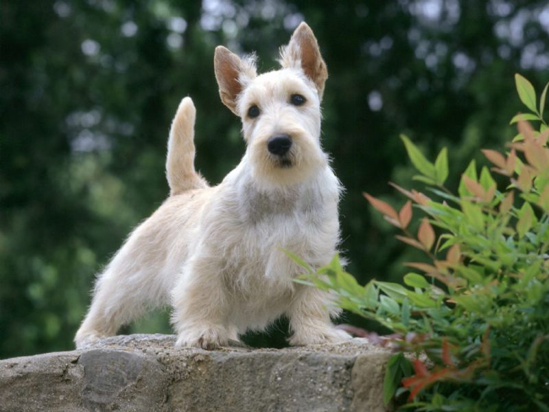 Scottish-Terrier-1-800x600