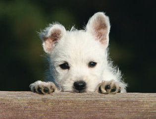 West-Highland-Terrier