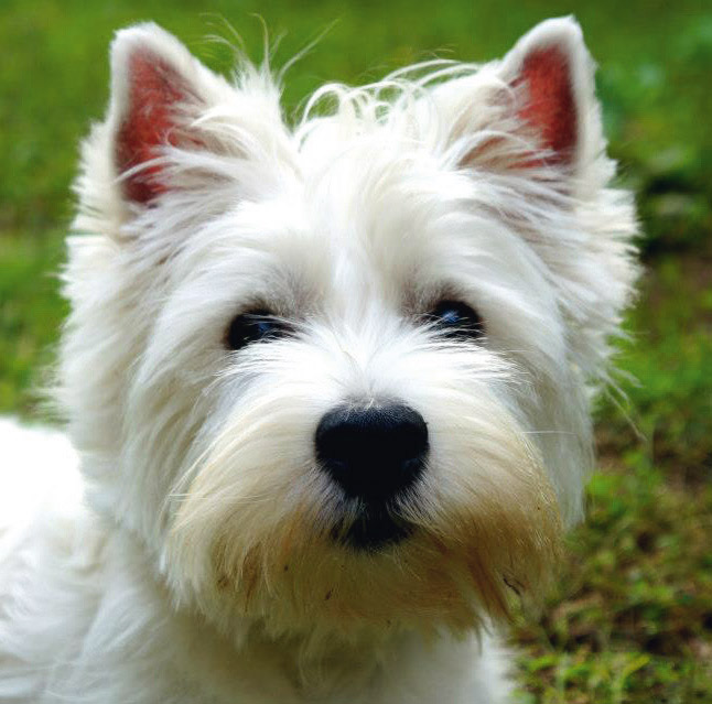 West Highland White Terrier - Amici di Casa