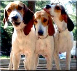 breed_american_foxhound