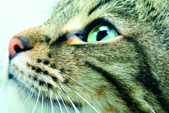 occhi gatto colore
