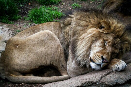 the lion sleeps tonight