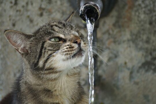 gatto assetato