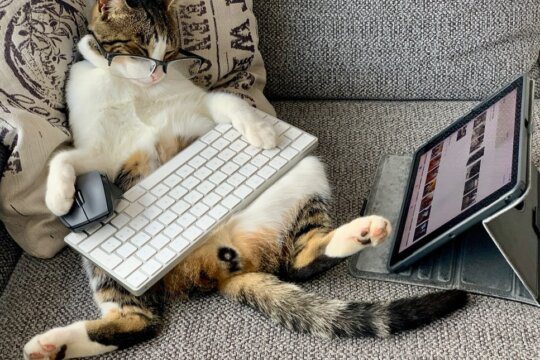 gatto computer