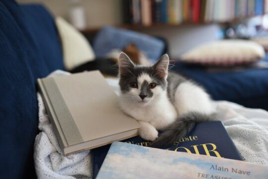 libri gatti