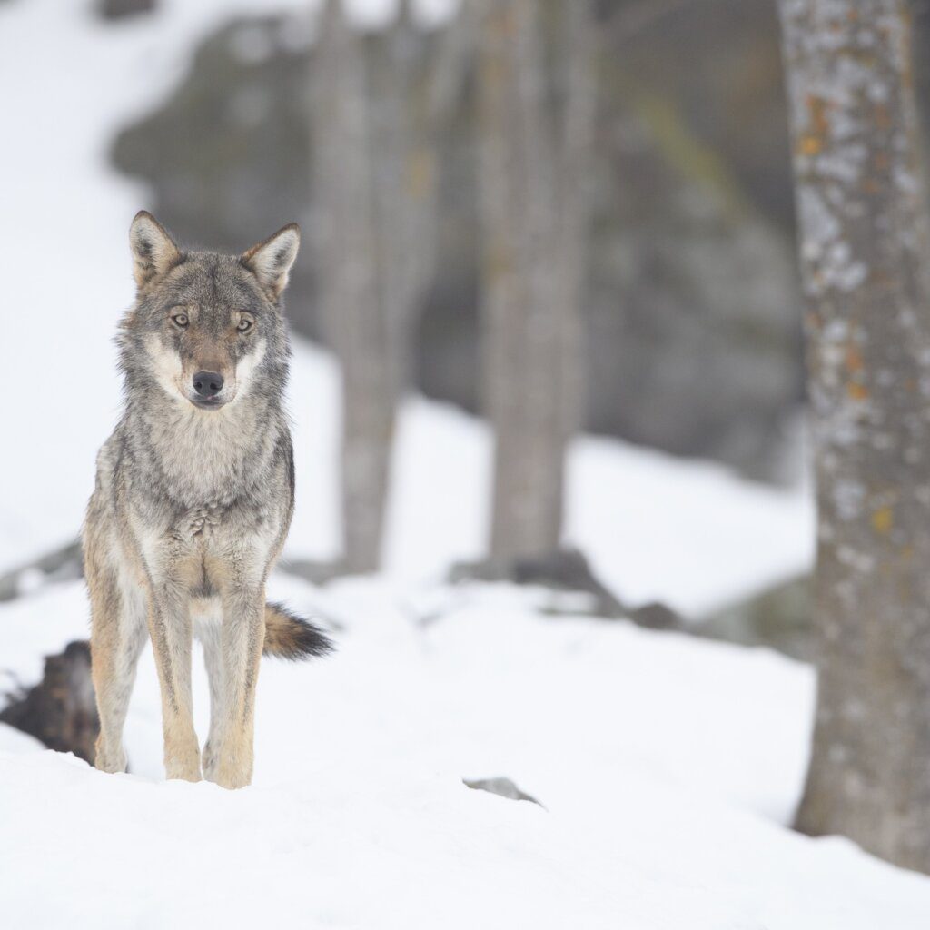 monitoraggio nazionale del lupo