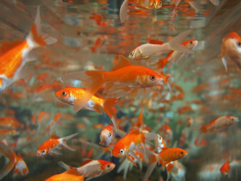 pesci rossi