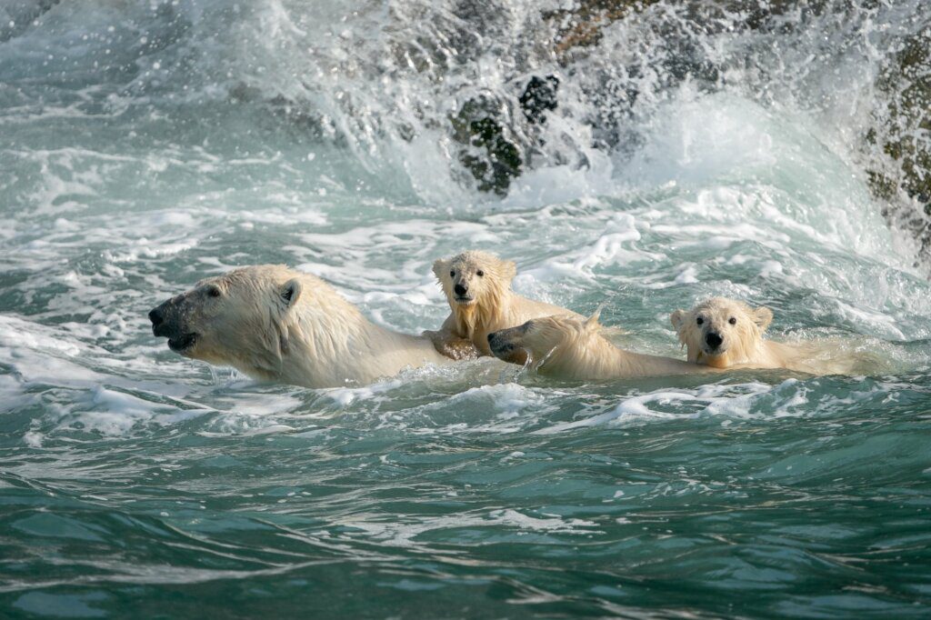 gli orsi polari