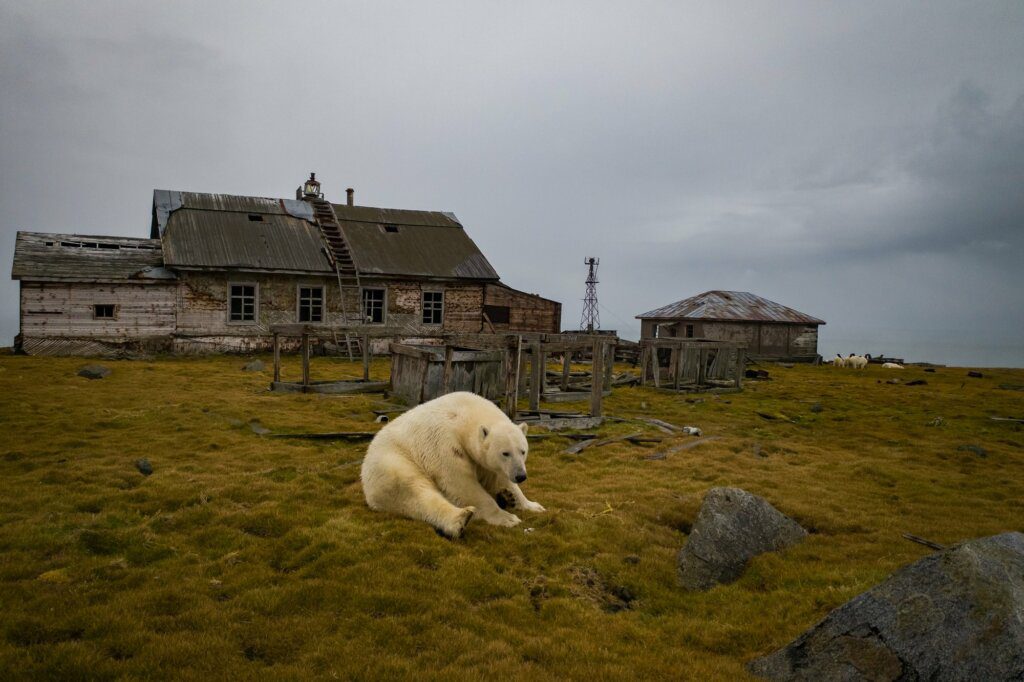 gli orsi polari