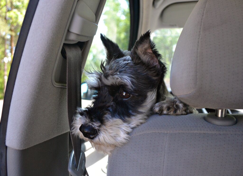 viaggiare in auto col cane