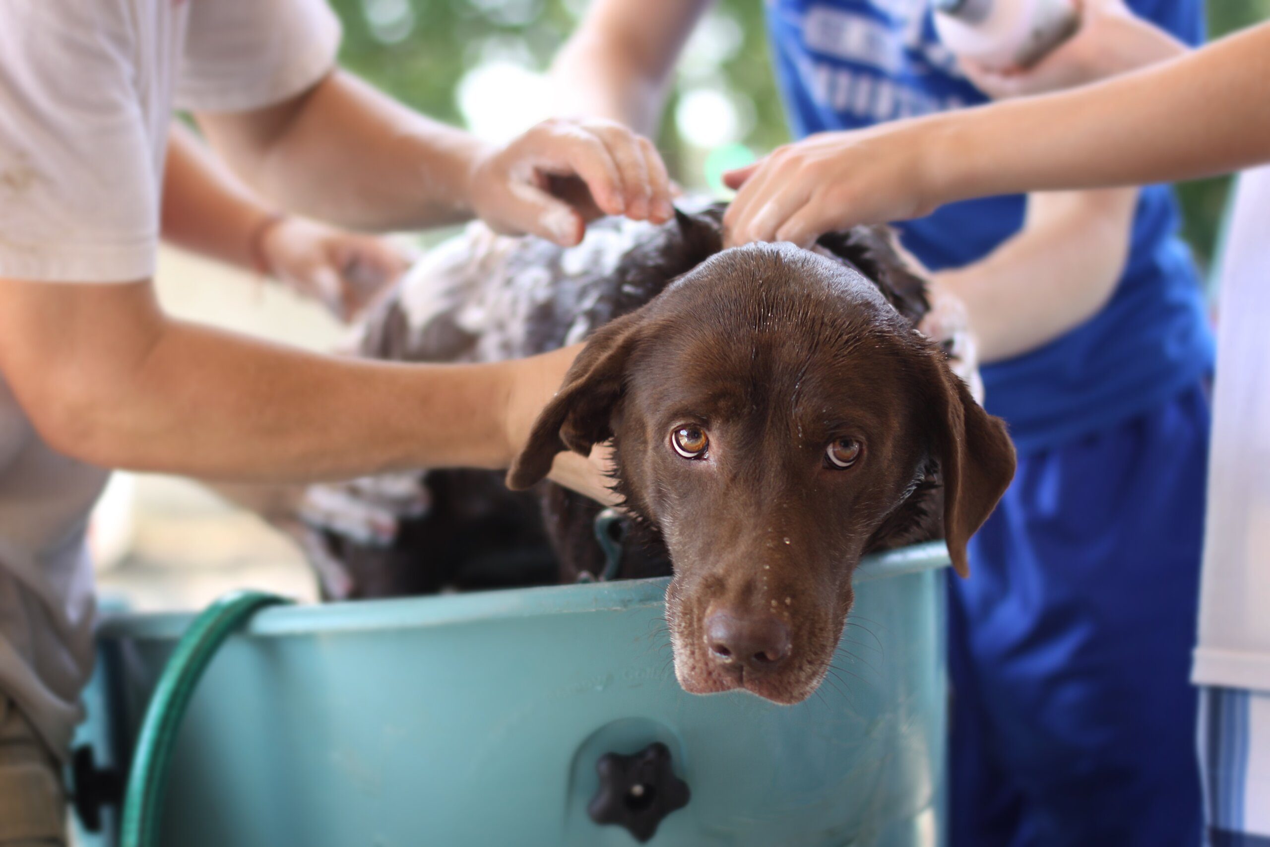 Как часто можно мыть собаку