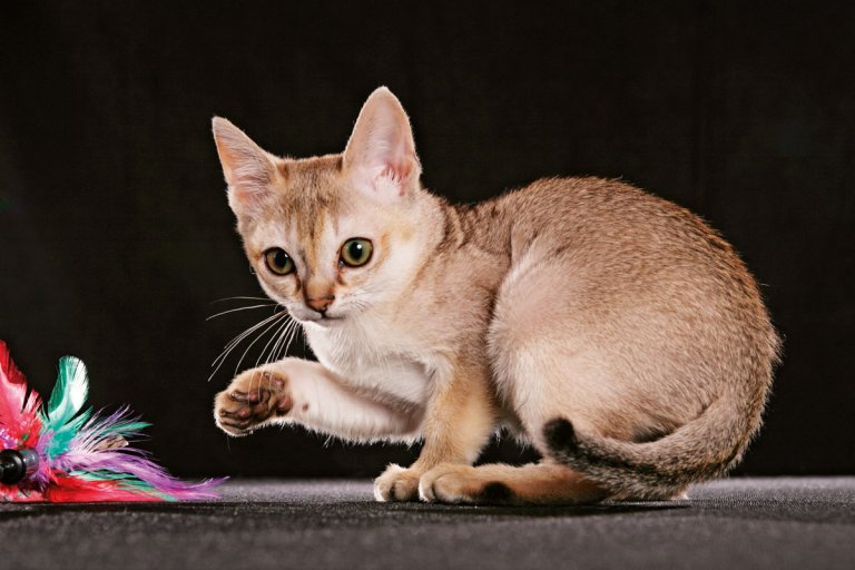gatto singapura