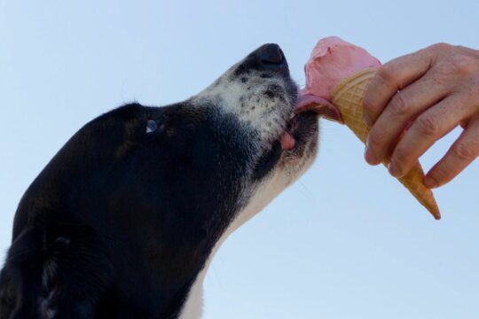 cane può mangiare gelato