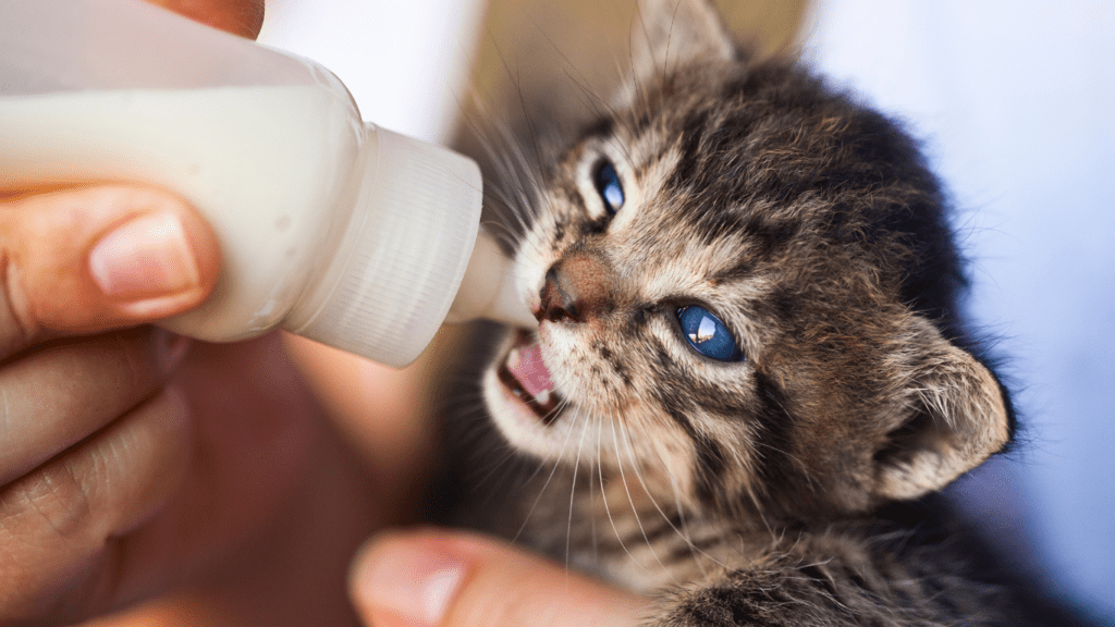 I gatti possono bere il latte?