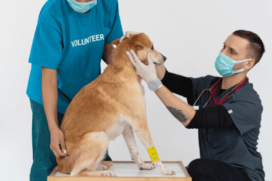 insufficienza renale cane sintomi
