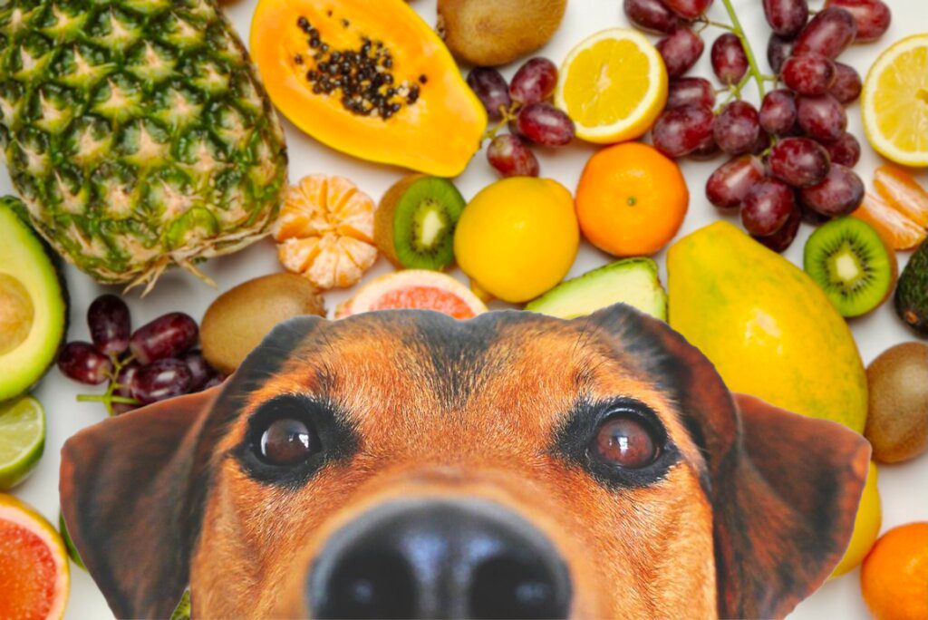 cani e frutta